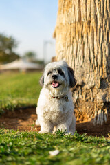 Maltese by the tree