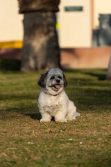 maltese on the grass