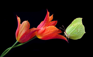 bright yellow butterfly on a orange tulip flowers in drops of water. butterfly on tulips isolated on black. brimstones butterfly  - 789630228
