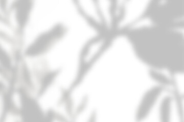 Png plant shadow background, botanical shadow in transparent design