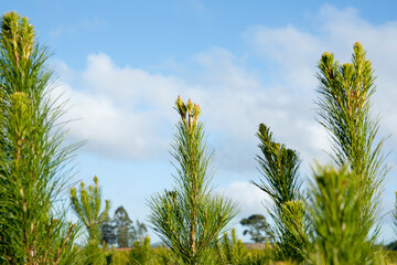pine tree plantation