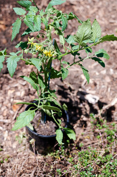 Large healthy tomato seedling