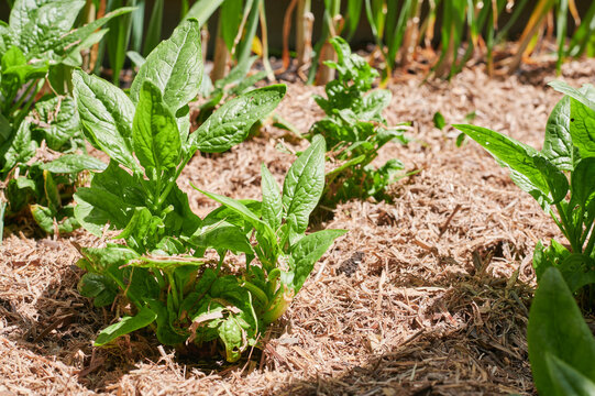 English Spinach plant in garden vegetable plot