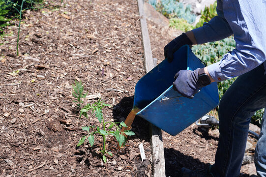 Organic fertiliser being poured onto garden bed