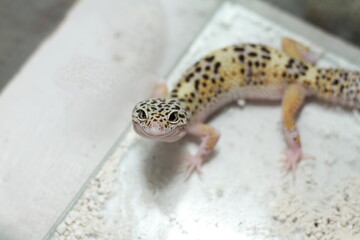 gecko animal