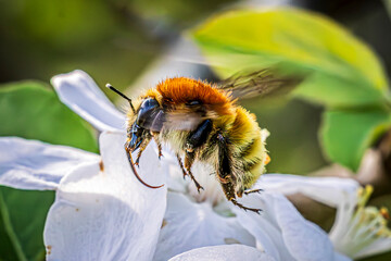 bee on a flower