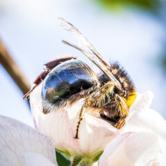 bee on a flower