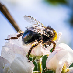 bee on a flower