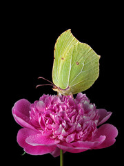 yellow butterfly on red peony flower in water drops isolated on black. brimstones butterfly. - 789636669