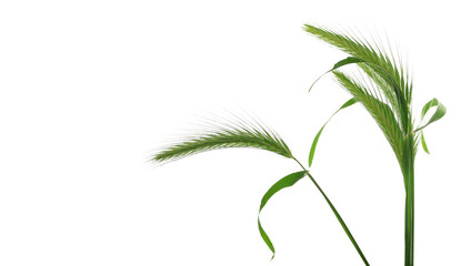 Fresh green grass frame isolated on white background and texture, clipping path