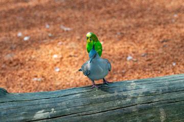 Budgerigar is looking for an opportunity to fly with the crested pigeon [Ocyphaps lophotes]..