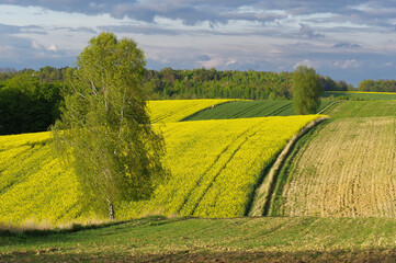 Krajobraz rolniczy, uprawy rzepaku w Europie, Polska.  - obrazy, fototapety, plakaty