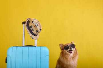 Little smiling dog with tongue sticking out on bright yellow background going on vacation. Portrait of cute spitz puppy in sunglasses sitting next to travel suitcase and hat. 