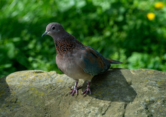 Laughing Dove (Spilopelia senegalensis phoenicophila), side view of an adult standing on a Stone