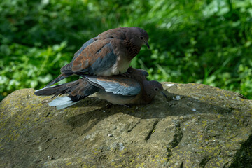 Laughing Dove (Spilopelia senegalensis phoenicophila), make love .