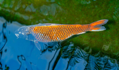 A koi swims on the surface of a pond.