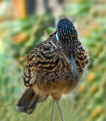 The greater roadrunner (Geococcyx californianus) is a long-legged bird in the cuckoo family.