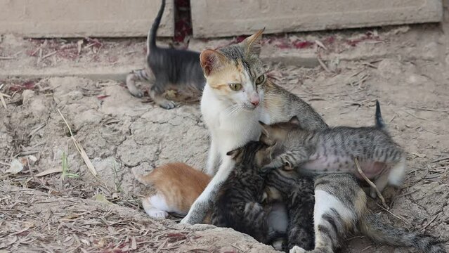 Cat with her baby kittens in the garden
