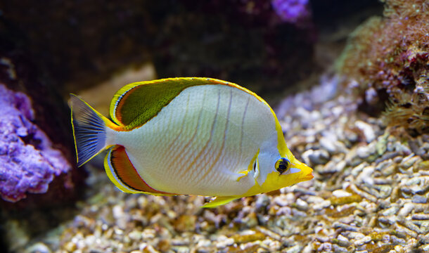 Chaetodon xanthocephalus, known commonly as the Yellowhead butterflyfish, is a species of marine fish in the family Chaetodontidae.