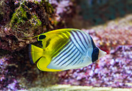 Threadfin Butterfly Fish or (Chaetodon Auriga). Is found in the Indo-Pacific region, from the Red Sea and eastern Africa