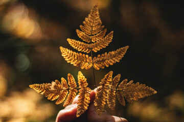 fern leaves