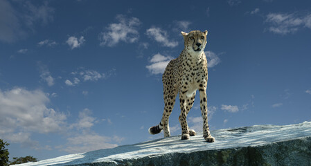The cheetah (Acinonyx jubatus) is a large cat and the fastest land animal. Native to Africa.