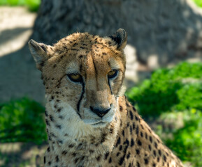The cheetah (Acinonyx jubatus) is a large cat and the fastest land animal. Native to Africa.
