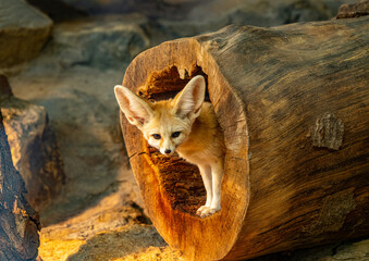 Fennec fox (Vulpes zerda) is resting but staying alert.
