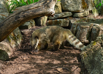 South American coati or ring-tailed coati (Nasua nasua).