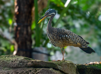 Sunbittern (Eurypyga helias) adult photographed on a rock