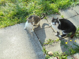Obraz premium Two adult cats during sunny day, both looking up,seen from the above. Brown-white and black-white cat together on a pavement in a grassland