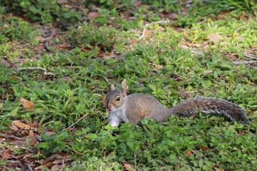 Squirrel enjoying the sunny day playing