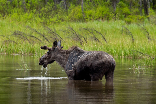 Moose In Grand Teton National Park Wyoming