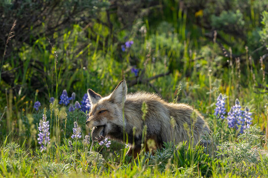 Red Fox hunting in Grand Teton
