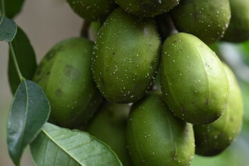macro photography on resinosis disease on caja manga dew leaf in nature on blurred background.