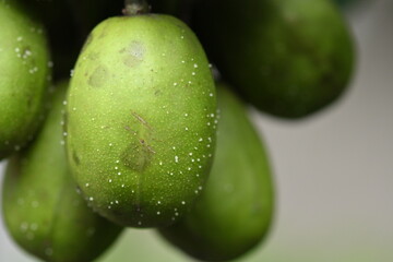 macro photography on resinosis disease on caja manga dew leaf in nature on blurred background.