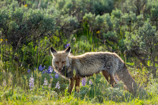 Fox in Grand Teton