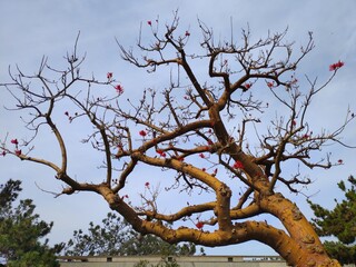 tree in the sky