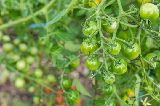 Organic green cherry tomatoes hanging from a tomato plant