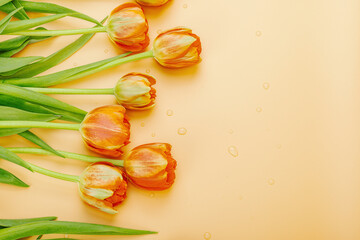 Bright orange tulips on a pastel green background. Festive concept for Mother's Day or Valentine day
