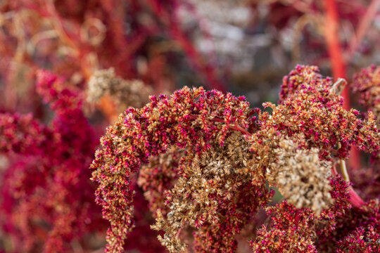 Closeup of a red amaranth plant on a farm with a blur background