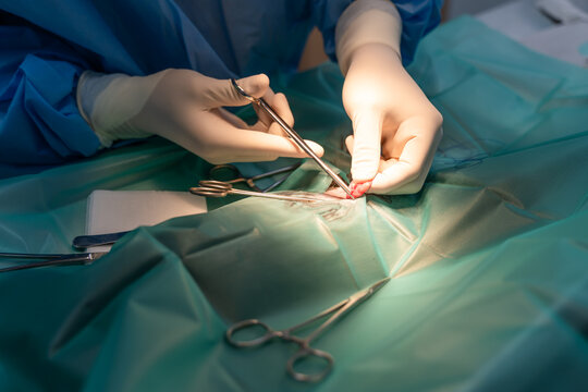 Vet surgeon operating animal.
