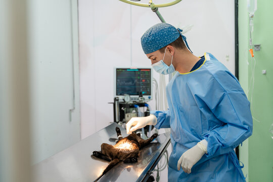 Veterinarian with cat in operating room.