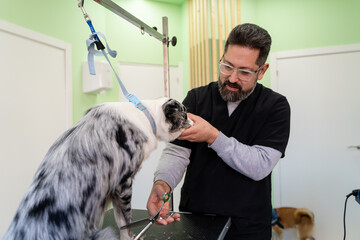 Groomer cutting dog hair.