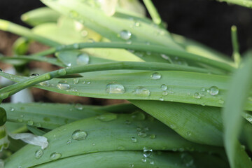 Large drops of water after night rain on the hydrophobic surface of the leaves.