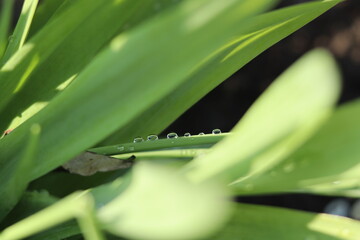 A row of bright raindrops on the surface of young green leaves.