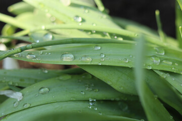 Big drops of clean water on the surface of long green leaves.