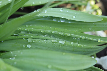 Bright raindrops on the hydrophobic surface of young green leaves.