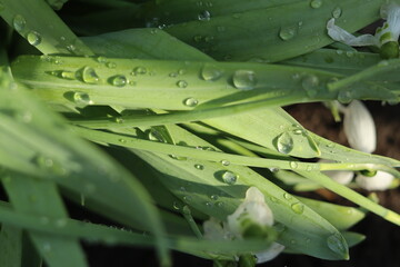 Sunlit raindrops on the surface of green leaves of flowers.