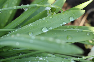 Raindrops on hydrophobic surfaces of long green leaves.